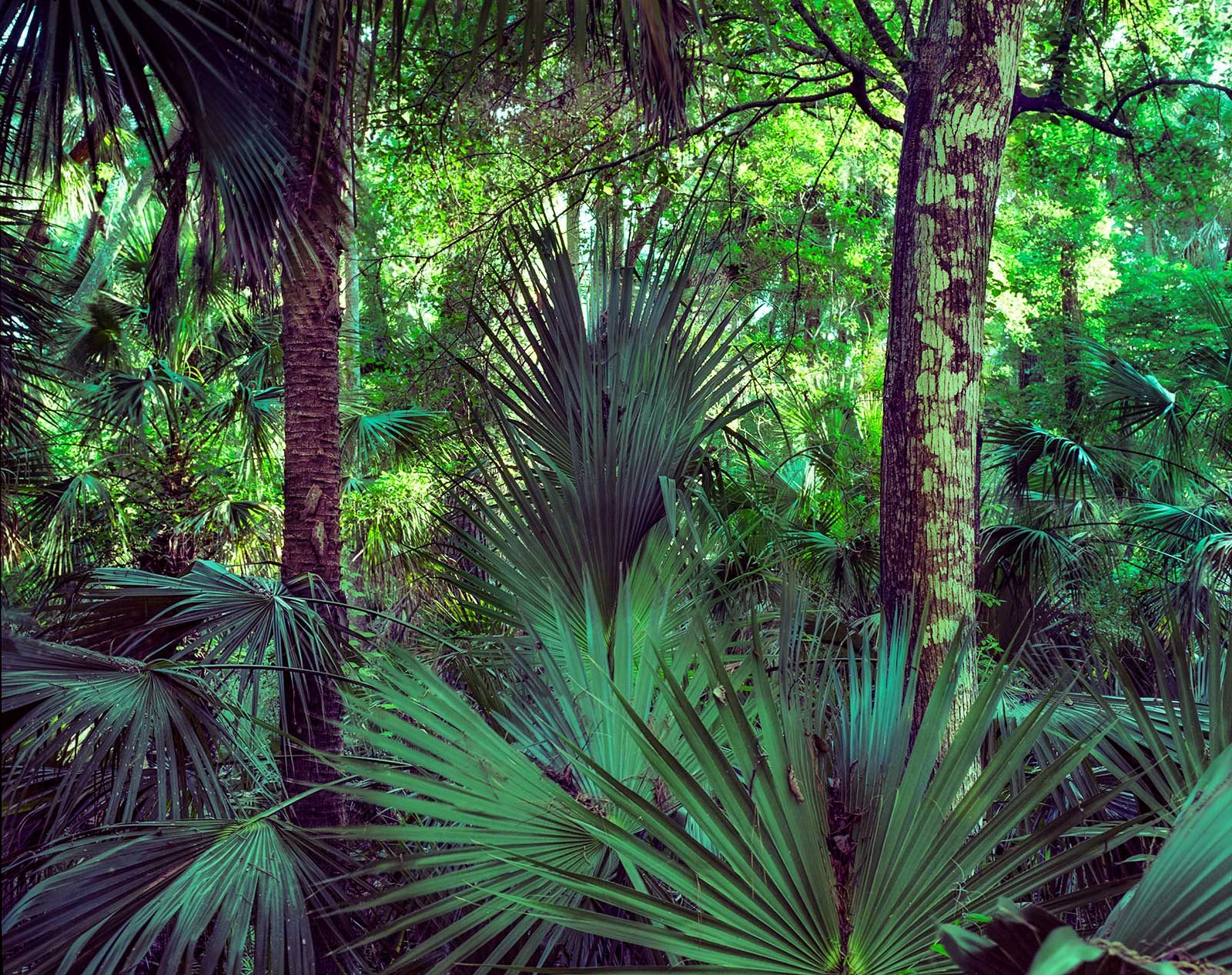 Florida understory — saw palmetto fronds crowding the base of slash pines, low sun through the canopy.
